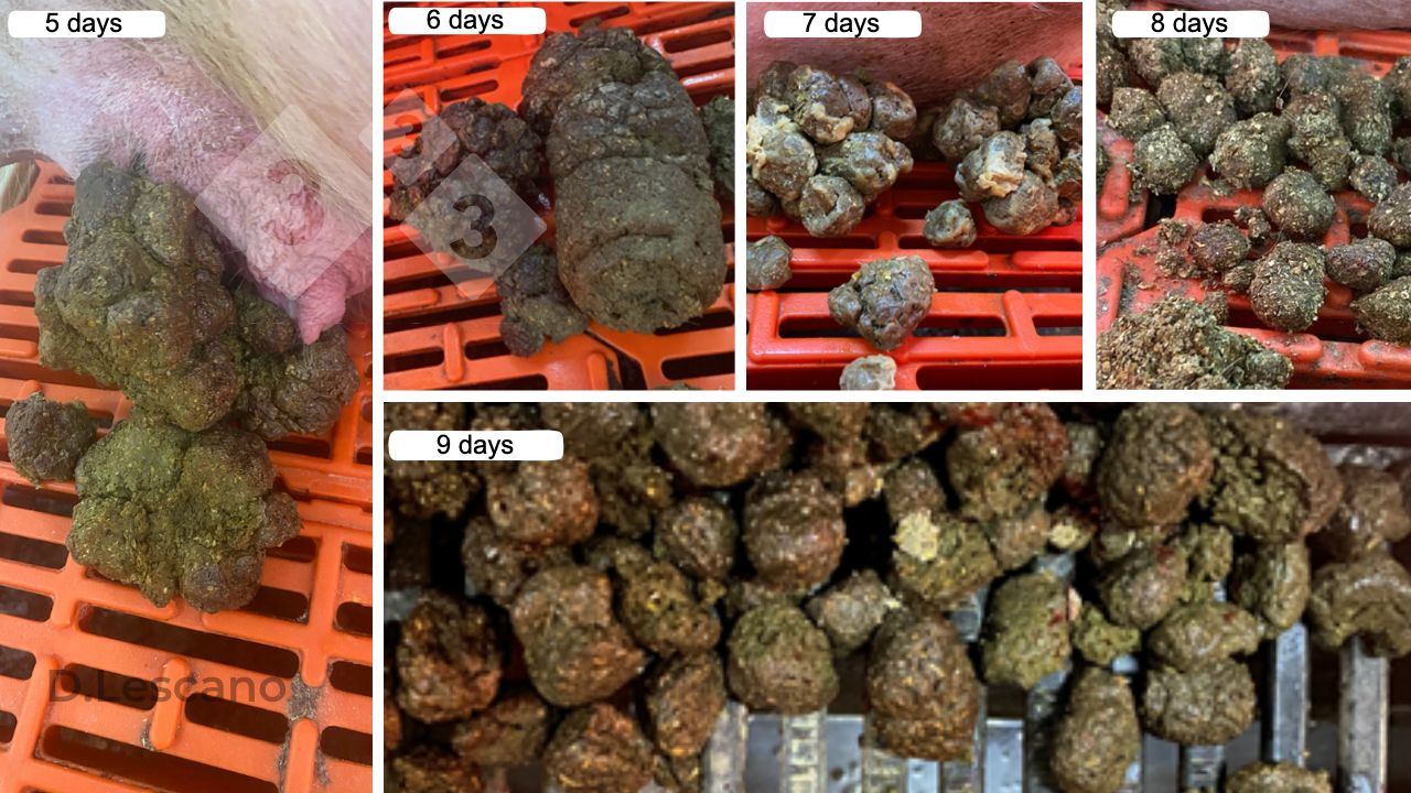<p>Photo 1. Visual appearance of feces from&nbsp;constipated sows.</p>
